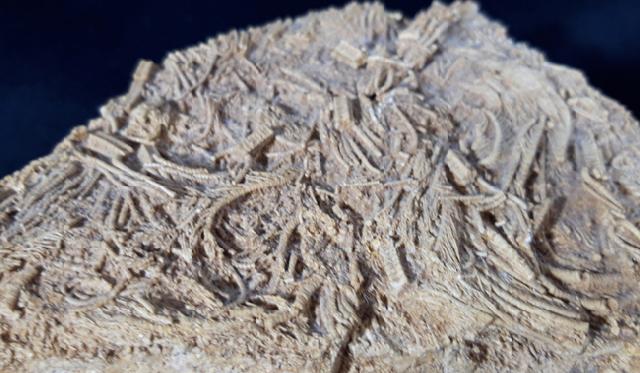 Pentacrinites aff. scalaris (GOLDFUSS 1831) - Bild &copy; FossNet FossilienStore